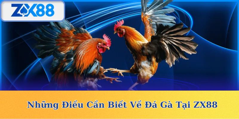 Những Điều Cần Biết Về Đá Gà Tại ZX88