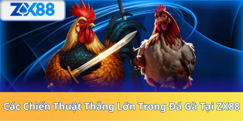 Các Chiến Thuật Thắng Lớn Trong Đá Gà Tại ZX88
